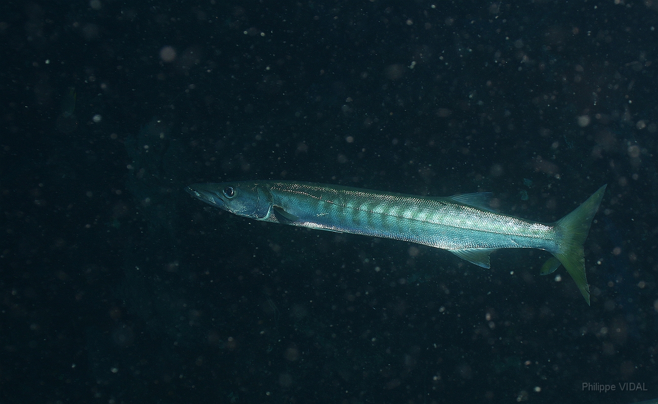 Raja Ampat 2016 - Sphyraena Jello - Pickhandle Barracuda- Barracuda Jello - IMG_4024_rc.jpg